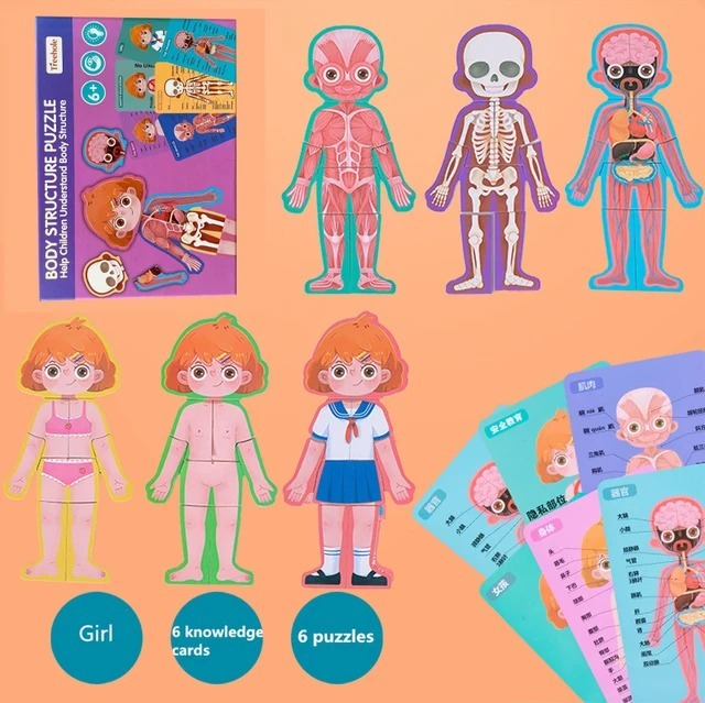 wooden-body-structure-puzzle